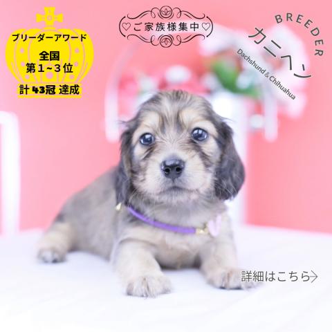 カニヘンダックスフンド ロング