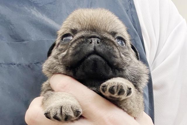 パグ