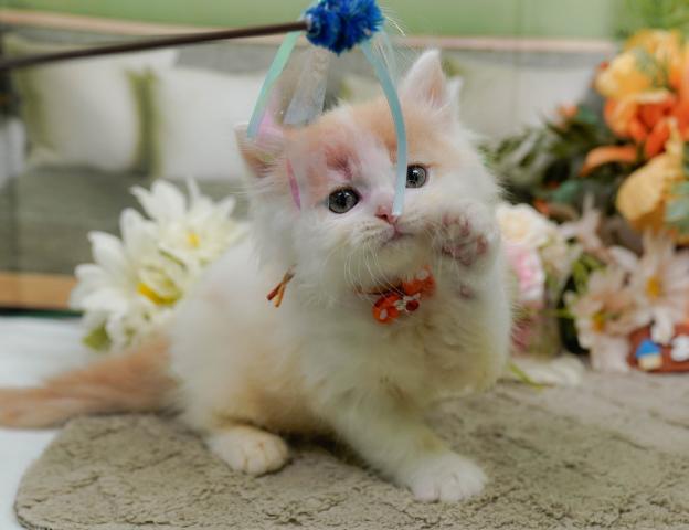 サイベリアンの写真6