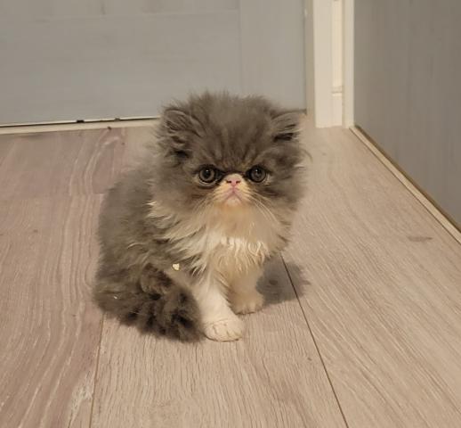 エキゾチックショートヘアーロングの写真（大阪府）