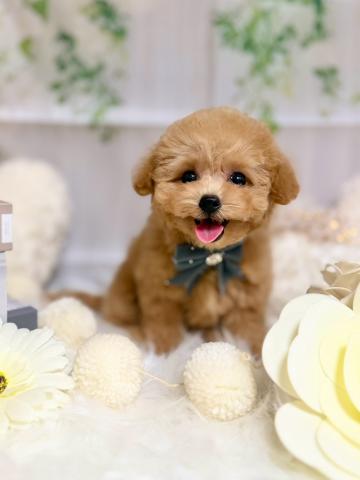 鳥獣専門店　Princess poo