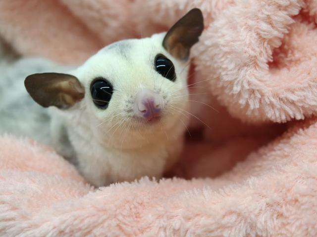 スポットモザイク