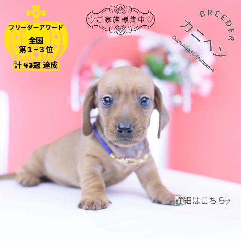 カニヘンダックスフンド スムース
