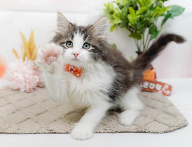 ノルウェージャンフォレストキャットの写真6