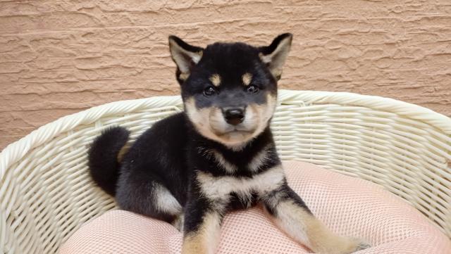 柴犬の写真6