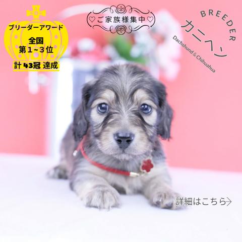 カニヘンダックスフンド ロング
