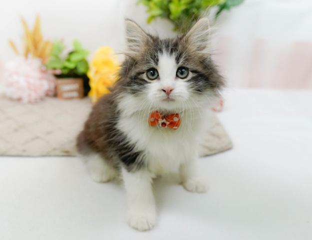 ノルウェージャンフォレストキャットの写真5