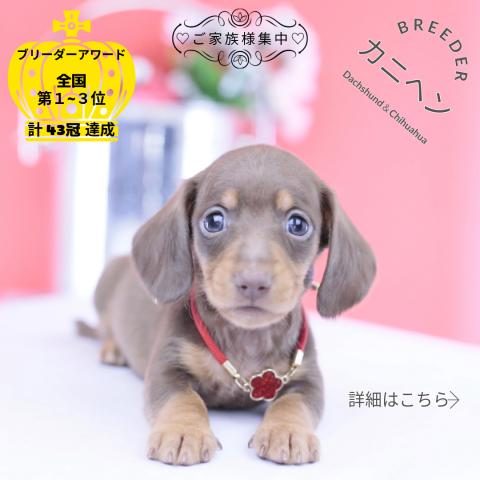 カニヘンダックスフンド スムース