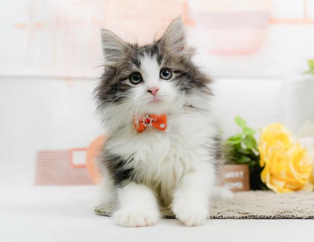 ノルウェージャンフォレストキャットの写真4
