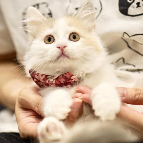 サイベリアンの写真6