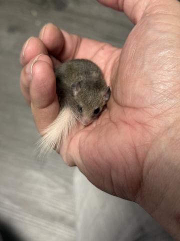 アフリカヤマネ(チップテールちょいパイド)の写真4