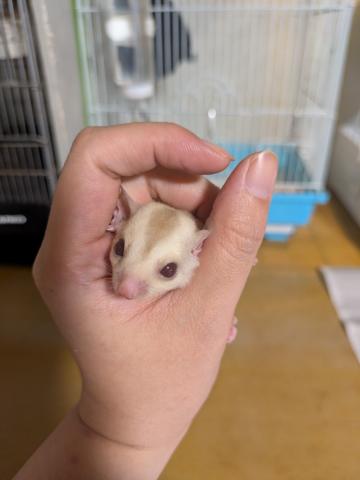 フクロモモンガ クリミノの写真2