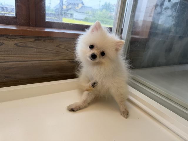 ポメラニアン