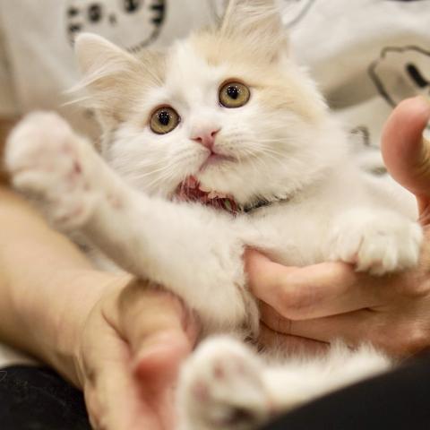 サイベリアンの写真4