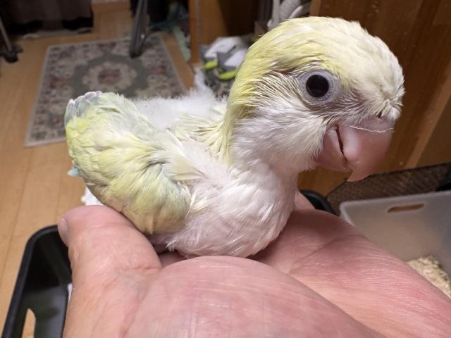 オキナインコアクアブルーsw