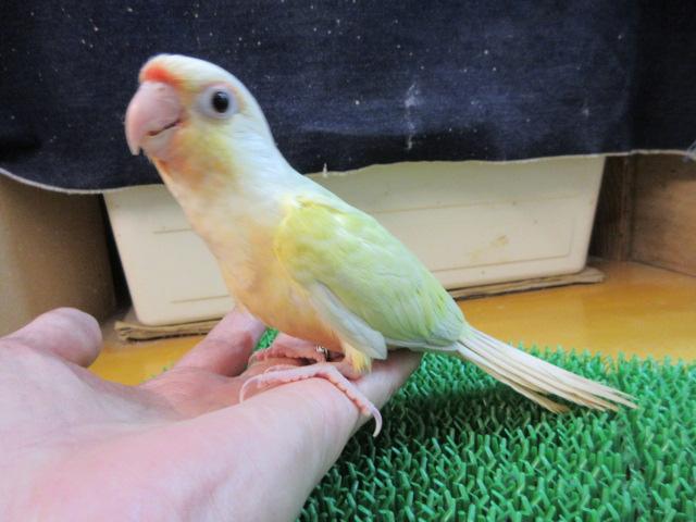 ホオミドリウロコインコ の写真3