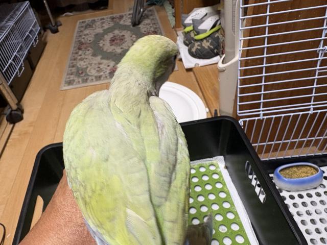 オキナインコアクアブルーパリッドSPオパーリン