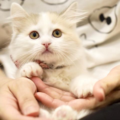 サイベリアンの写真5