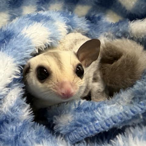 プラチナ