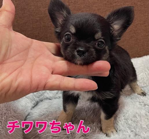 チワワ（ロングコート）【月曜プライズ特価】【228,000円】小さなチワワちゃん🌴おトイレを覚えた賢い子🌴お問い合わせ11件入ってます✨