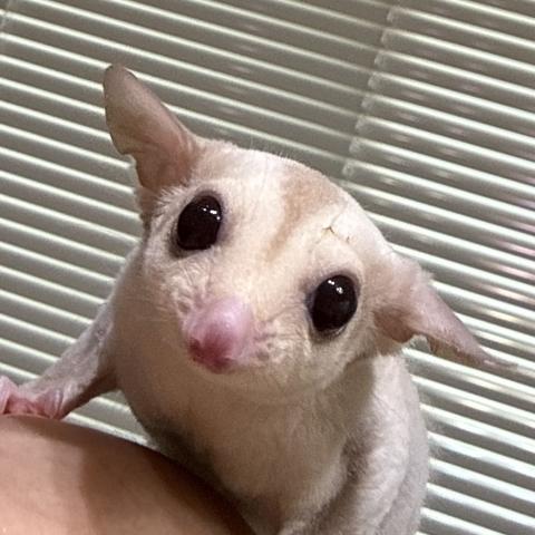 クリミノ