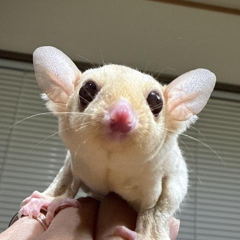クリミノ
