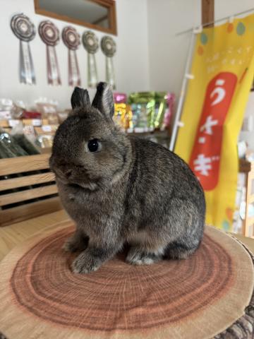 ネザーランドドワーフ