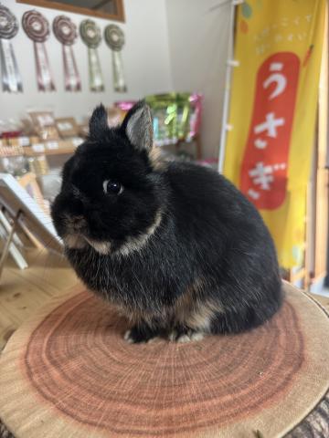 ネザーランドドワーフ