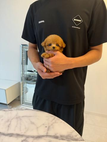 トイプードル❤️ティーカッププードル🧸❤️