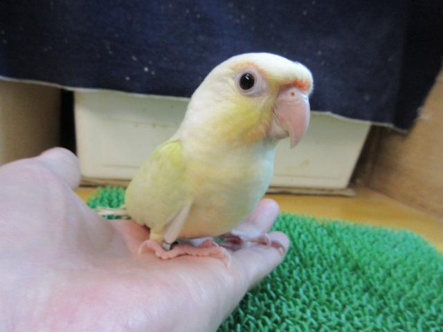 ホオミドリウロコインコ の写真2