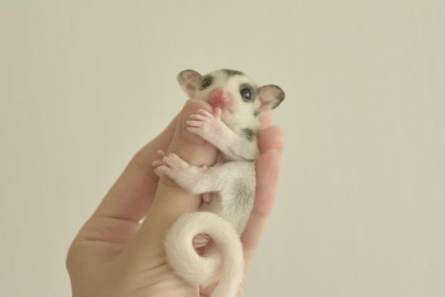 モザイクhetリューシposs50%クリミノ