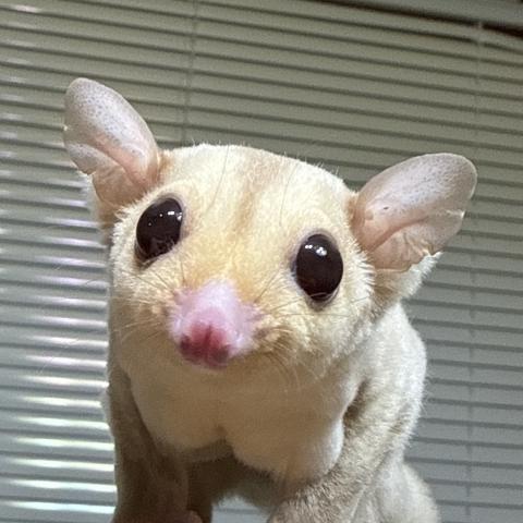 クリミノ