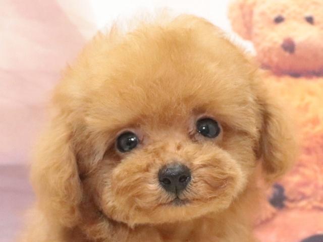 タイニープードル