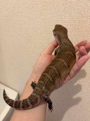 キタアオジタトカゲ