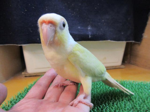 ホオミドリウロコインコ の写真3