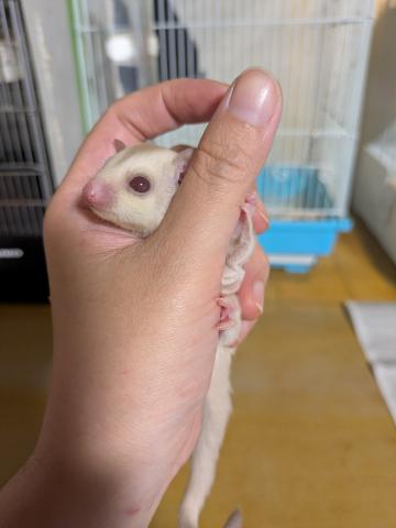 フクロモモンガ クリミノの写真3