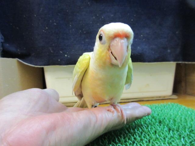 ホオミドリウロコインコ の写真2