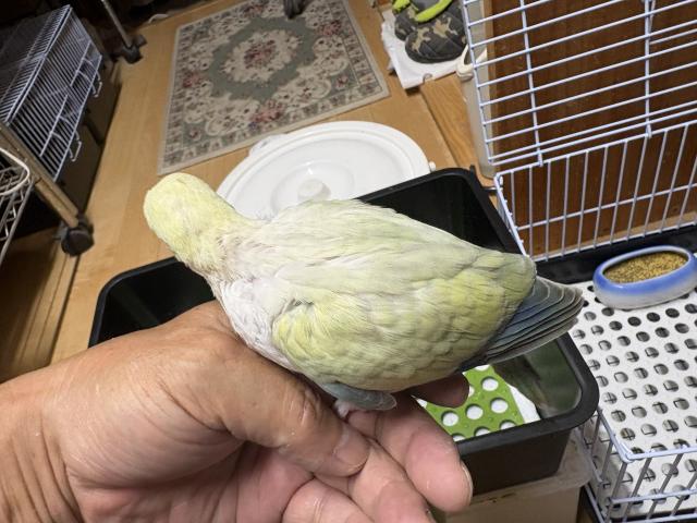 オキナインコアクアブルーsw