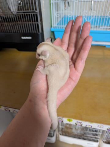 フクロモモンガ クリミノの写真4
