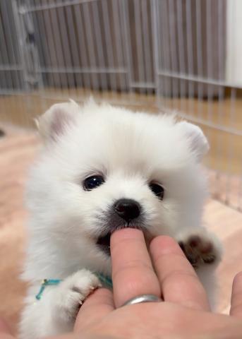 ポメラニアン
