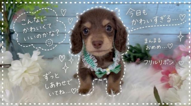 ミニチュアダックスフンド