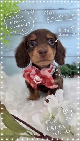 ミニチュアダックスフンド