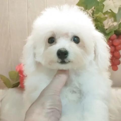 ビションフリーゼ