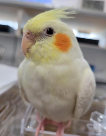 オカメインコ