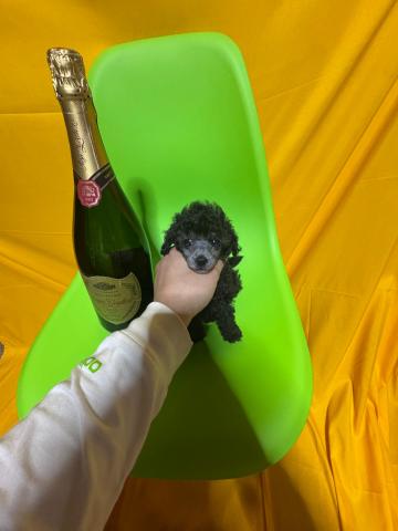 トイプードル1.5kg成犬時予想極小マイクロティーカッププードル✨