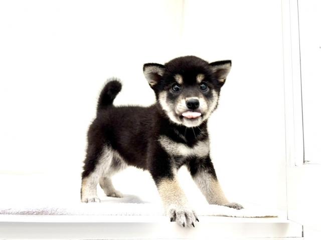 豆柴犬 390の写真4