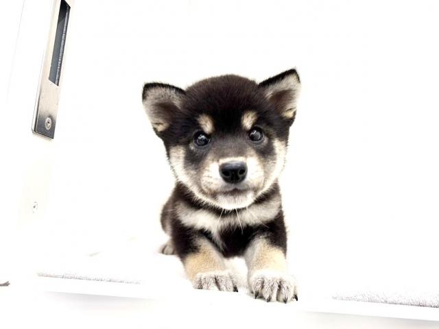 豆柴犬 390の写真6