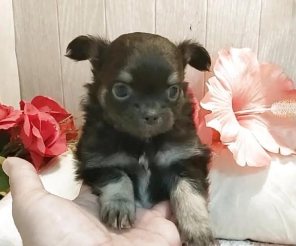 チワワ(ロング)の写真2