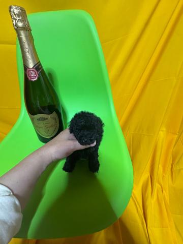 トイプードル1.1kg成犬時予想超極小ロイヤルティーカッププードル✨