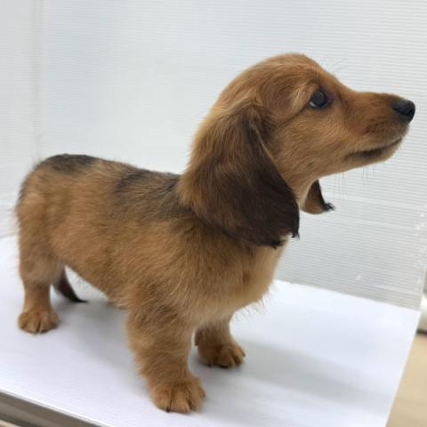 ミニチュアダックスフンドの写真6